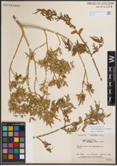Foto von Salix eriocephala var. watsonii (Bebb) Dorn